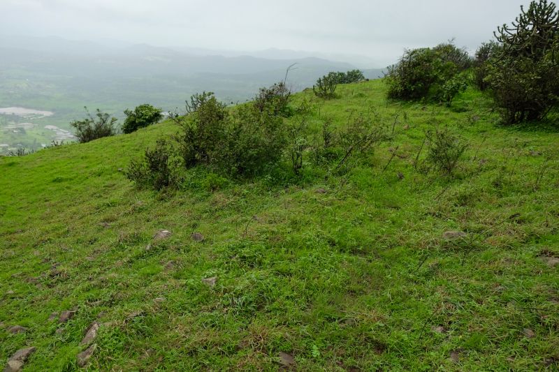 Hillside Weed Eating