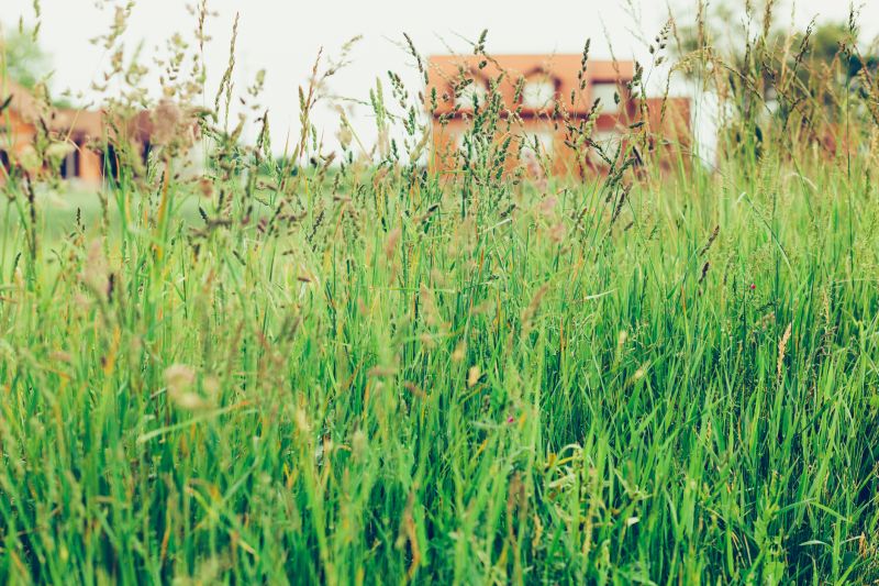 Tall Grass Cutting