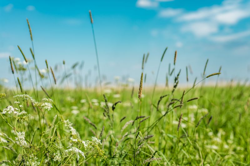 Tall Grass Trimming