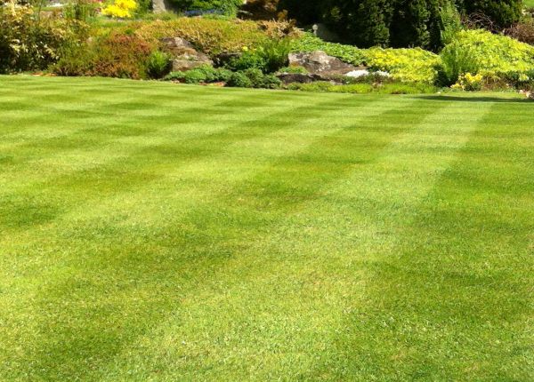 Commercial Grass Cutting in Morrisville