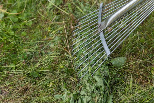 Thatch Raking in Morrisville