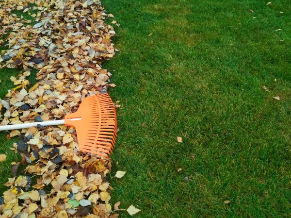 Fall Lawn Care in Morrisville