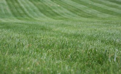 Business Lawn Maintenance