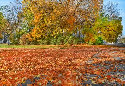 Fall Lawn Care