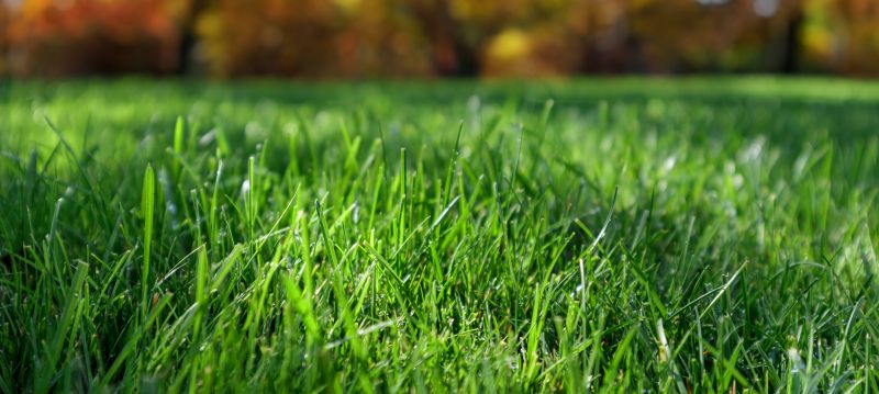 Fall Mowing