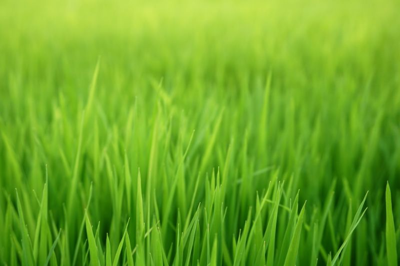 Grass Mowing detail