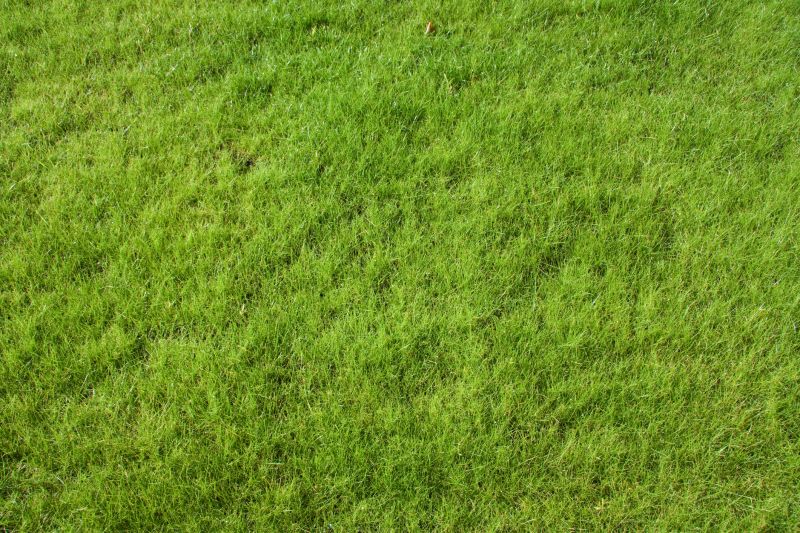 Residential Lawn Care detail