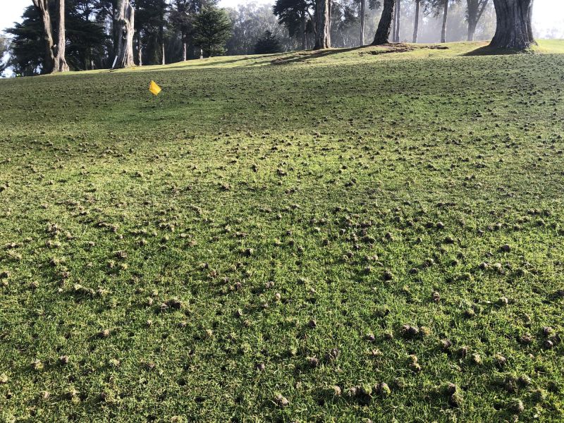 Golf Course Maintenance