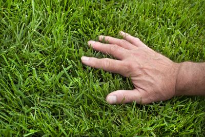 Grass Maintenance