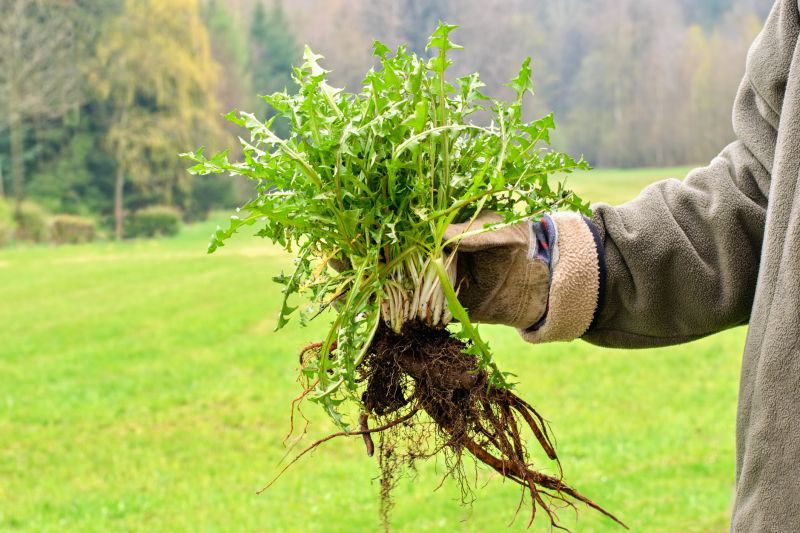 Hillside Weed Eating