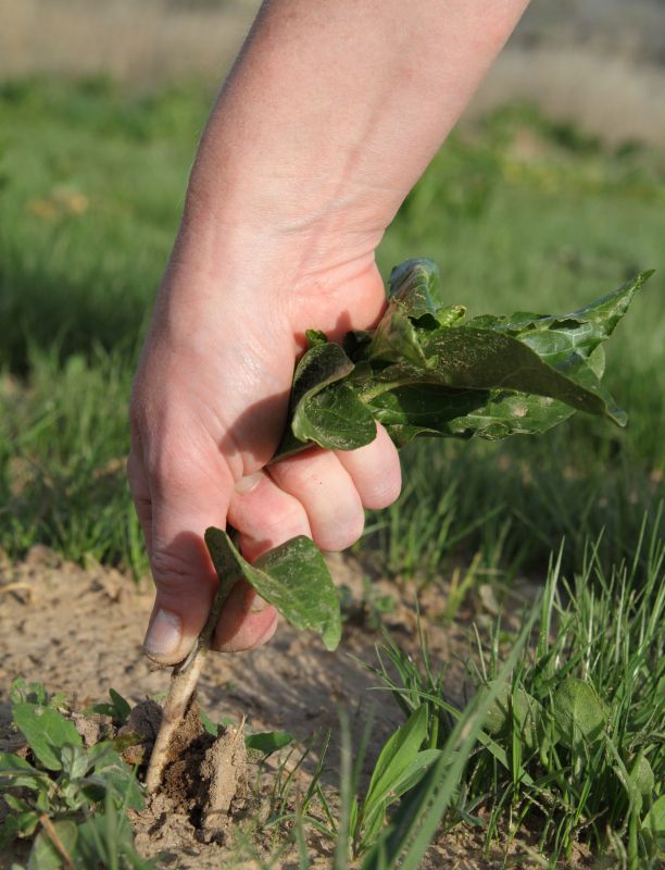 Hillside Weed Whacking