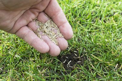 Springtime Lawn Care